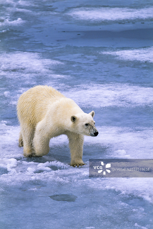 北极熊在斯瓦尔巴德群岛融化的冰面上行走图片素材
