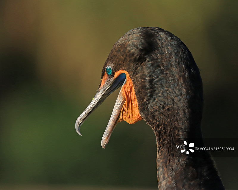 橙色下巴的成年繁殖鸬鹚头像图片素材
