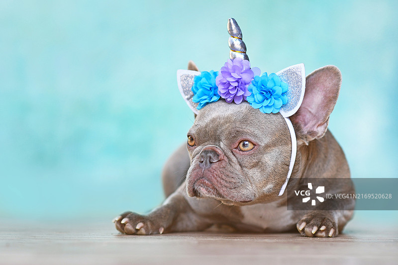 打扮成独角兽，戴着花环头带的法国斗牛犬，蓝色背景，有复制空间图片素材