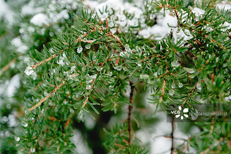 冬季常绿树枝上的冰雪图片素材