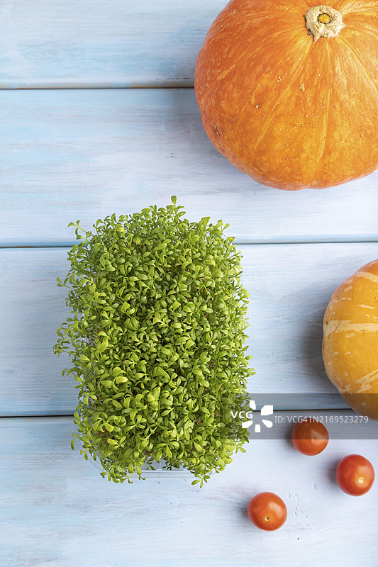 蓝色木质背景上的豆瓣菜和南瓜微型蔬菜芽苗菜，俯视特写图片素材