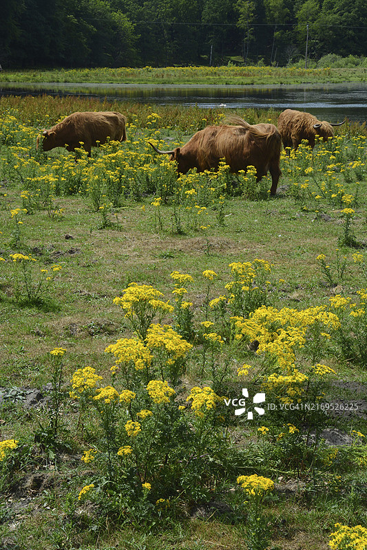 瑞典斯科讷斯诺格霍尔姆草地上吃食毒性植物的牛图片素材