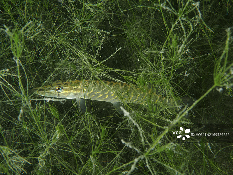 一条年轻的梭鱼（白斑狗鱼）潜伏在藻类和水生植物之间等待猎物图片素材