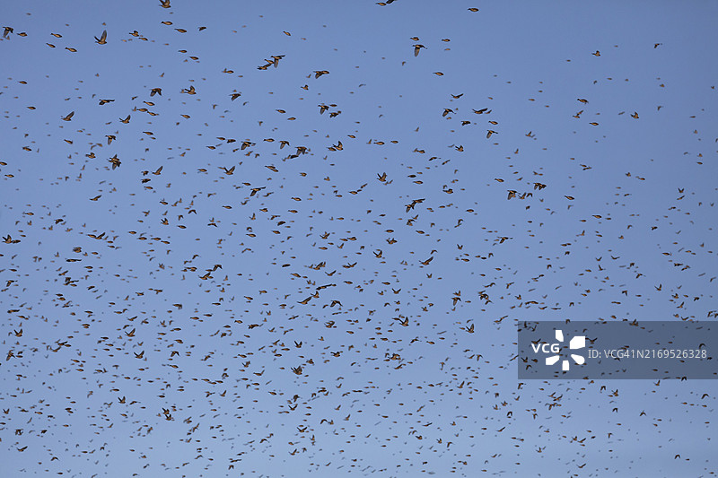 明辛根前军事训练区内的数千只雀鸟图片素材