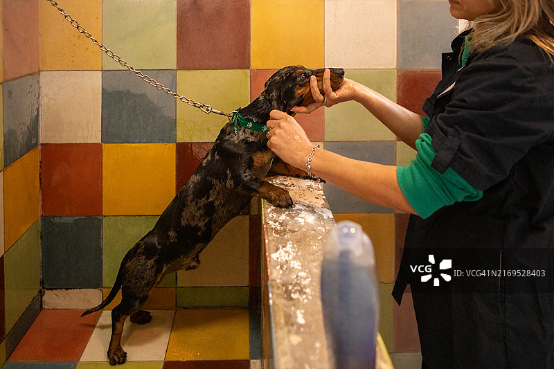 兽医在宠物医院给腊肠犬洗澡和烘干图片素材