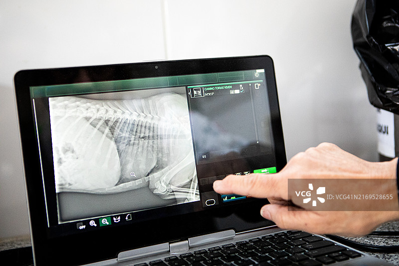 兽医诊所电脑屏幕上小狗的腹部X光片图片素材