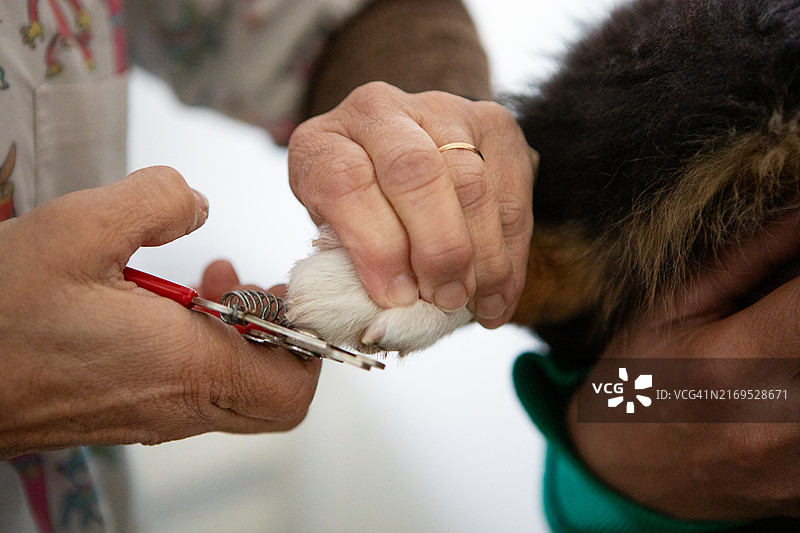 女兽医在兽医诊所为小狗剪指甲图片素材