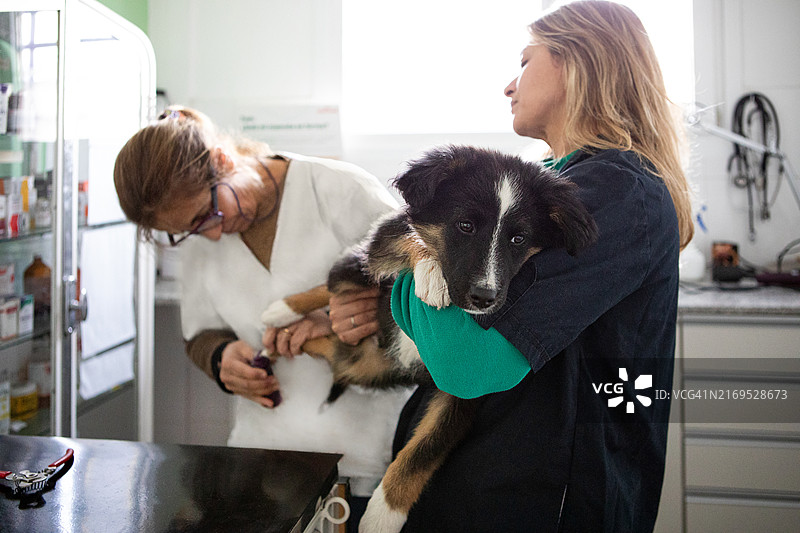 女兽医在兽医诊所为小狗剪指甲图片素材