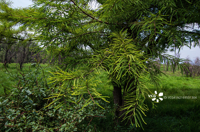 墨西哥城霍奇米尔科生态公园的落羽杉树图片素材