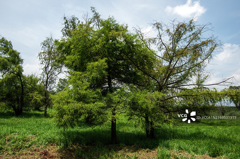 墨西哥落羽杉树，墨西哥城霍奇米尔科生态公园图片素材