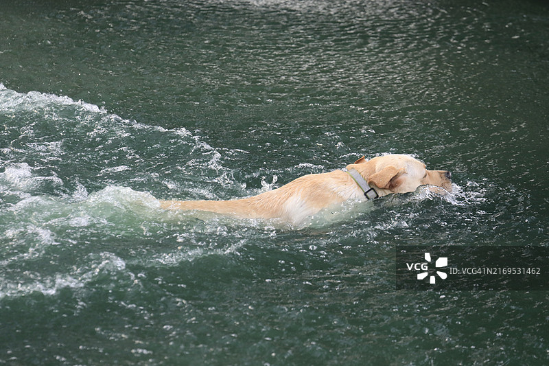 水中寻回犬图片素材