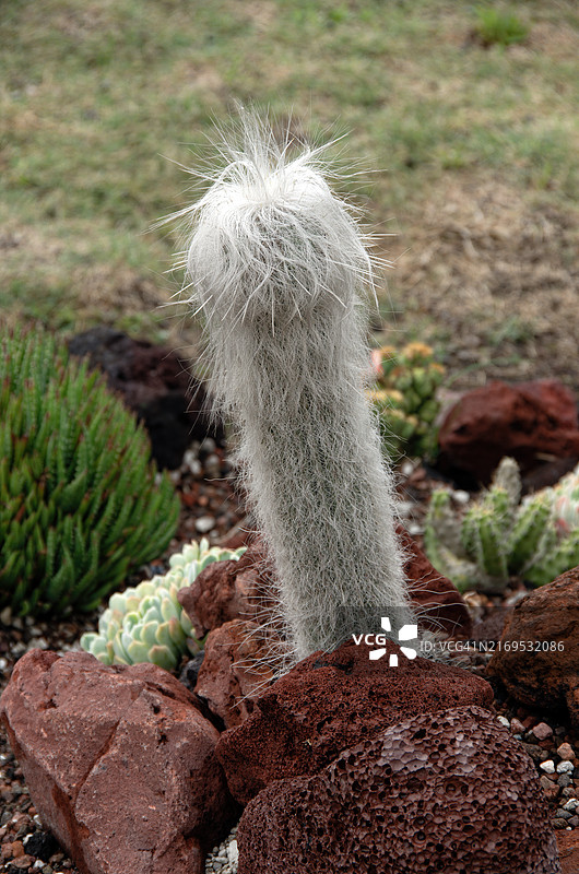 岩石花园中生长的老人柱仙人掌图片素材