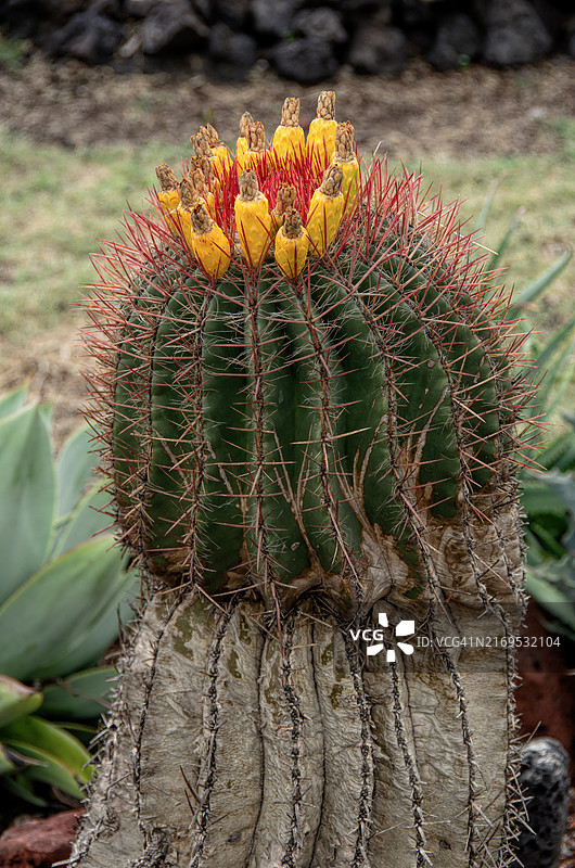 生长在岩石园中的墨西哥青柠仙人球图片素材