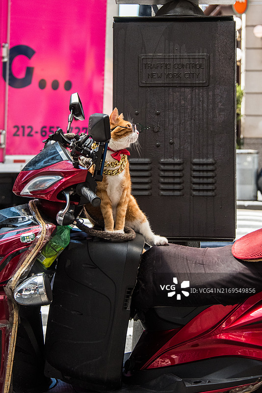 戴眼镜和头巾的猫骑摩托车图片素材