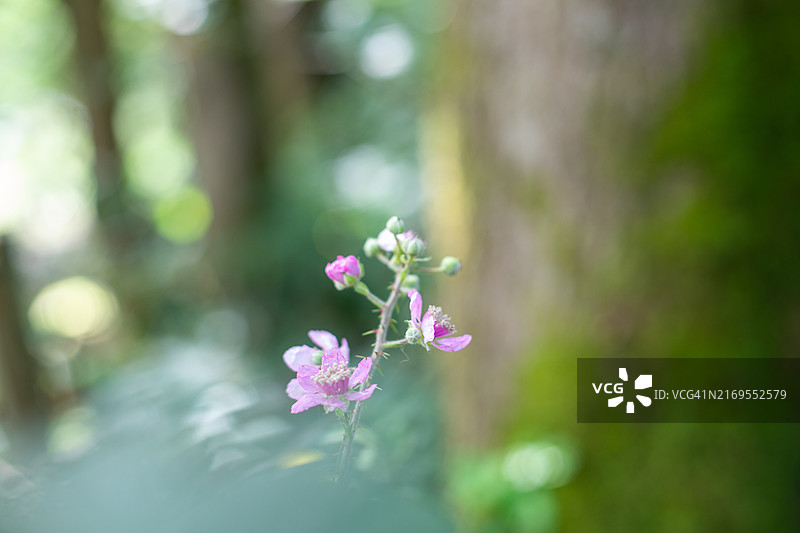 森林中的美丽图片素材