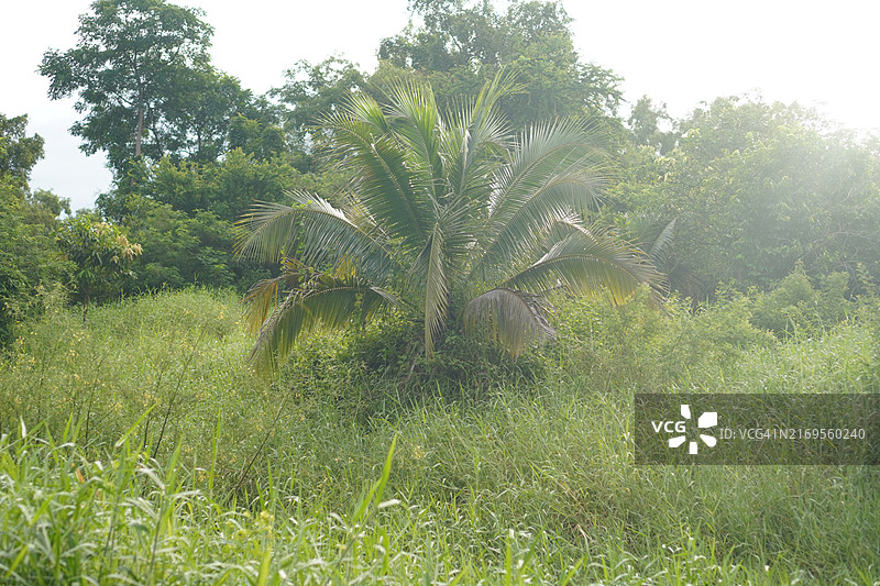 椰子树图片素材
