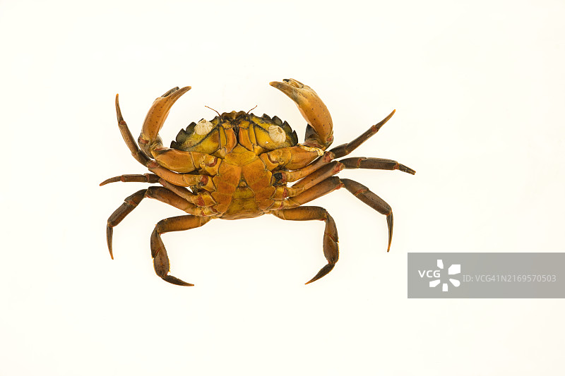 三角形腹部的雄蟹图片素材