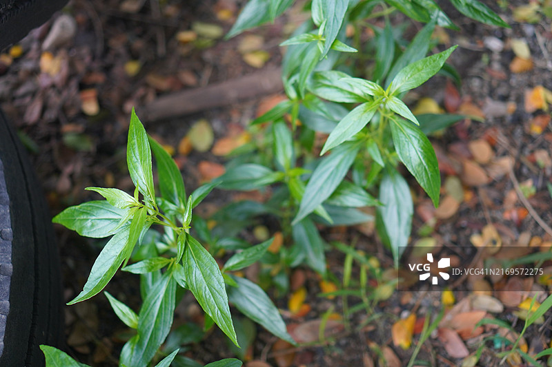 穿心莲，泰国草药，缓解喉咙痛，退烧，绿色蔬菜可预防新冠图片素材