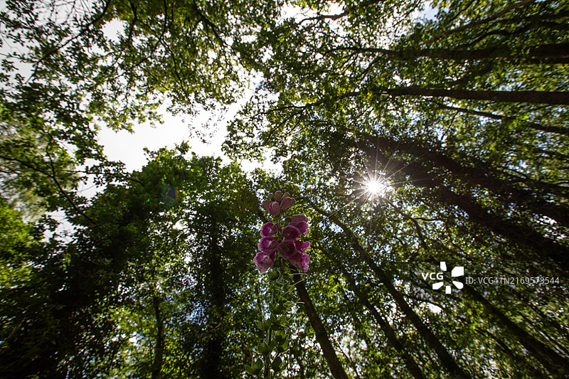 林地光斑图片素材