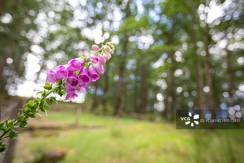 威尔士中部乡村风光图片素材