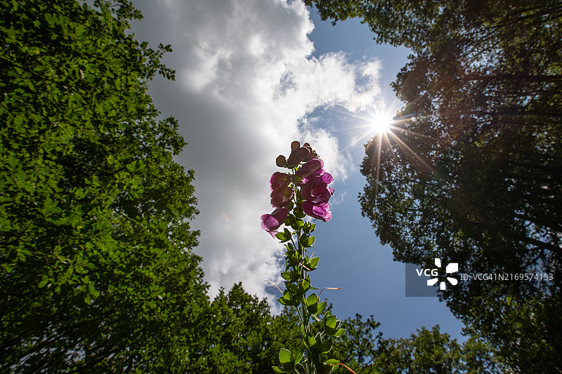 狐狸手套图片素材