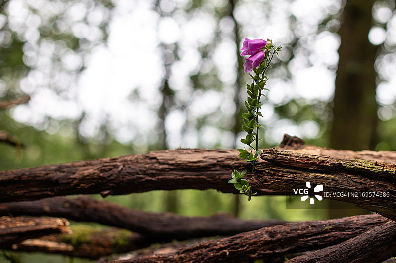威尔士中部乡村风光图片素材