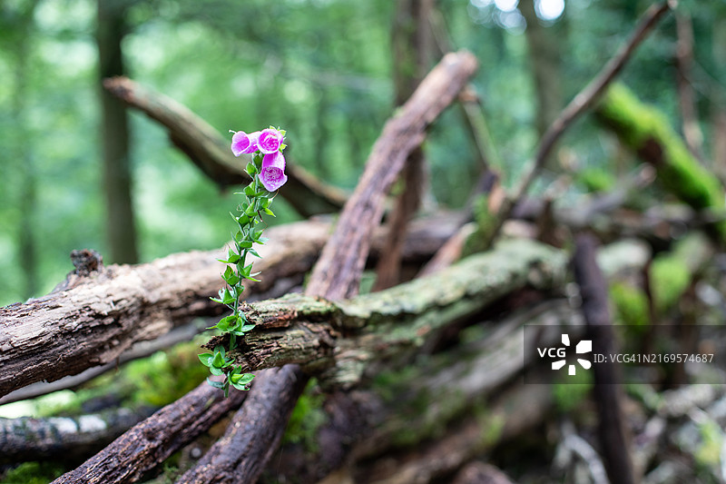 威尔士中部乡村风光图片素材