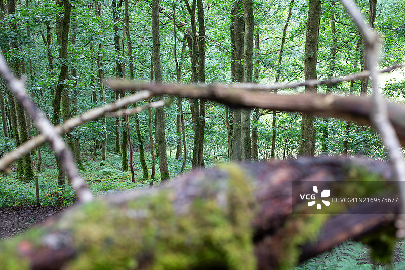 威尔士林地图片素材