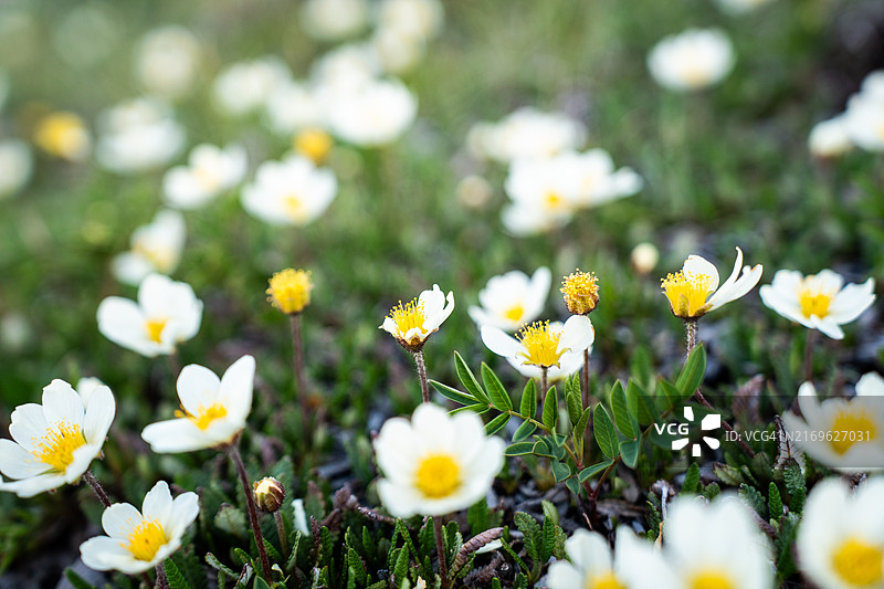 高山野花图片素材