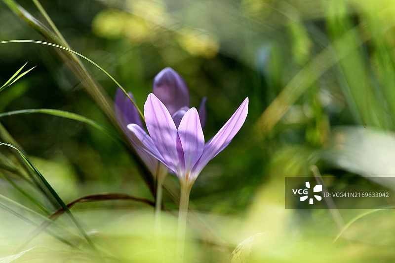 秋水仙图片素材