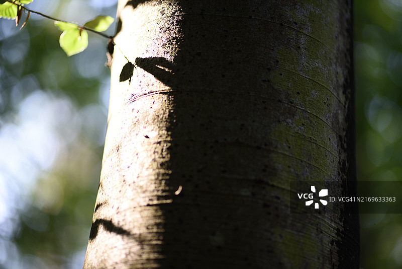 山毛榉的树干图片素材