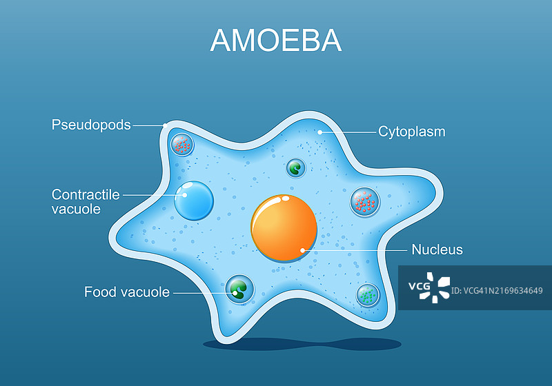 变形虫的解剖结构图片素材