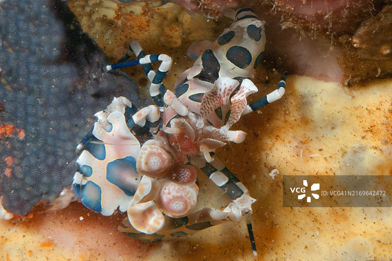 丑角虾图片素材