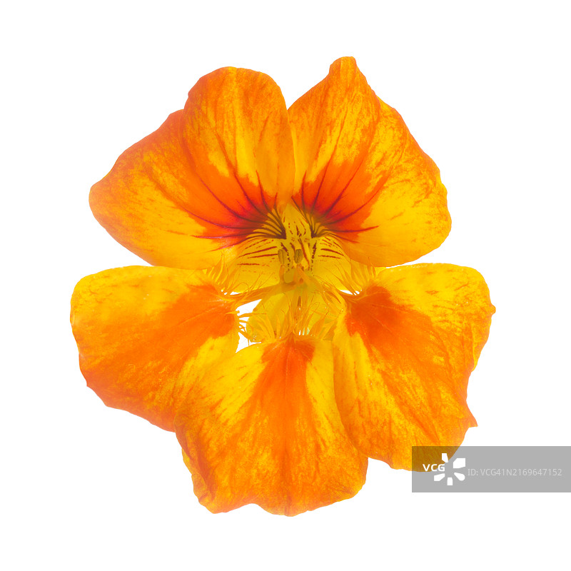 橙黄色旱金莲花朵特写图片素材