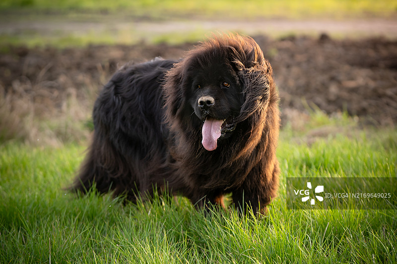 草地上的纽芬兰犬图片素材