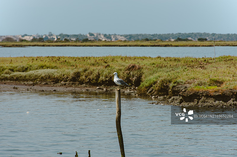 葡萄牙阿尔卡塞尔杜萨尔的卡拉斯奎拉港帕拉菲蒂科码头图片素材