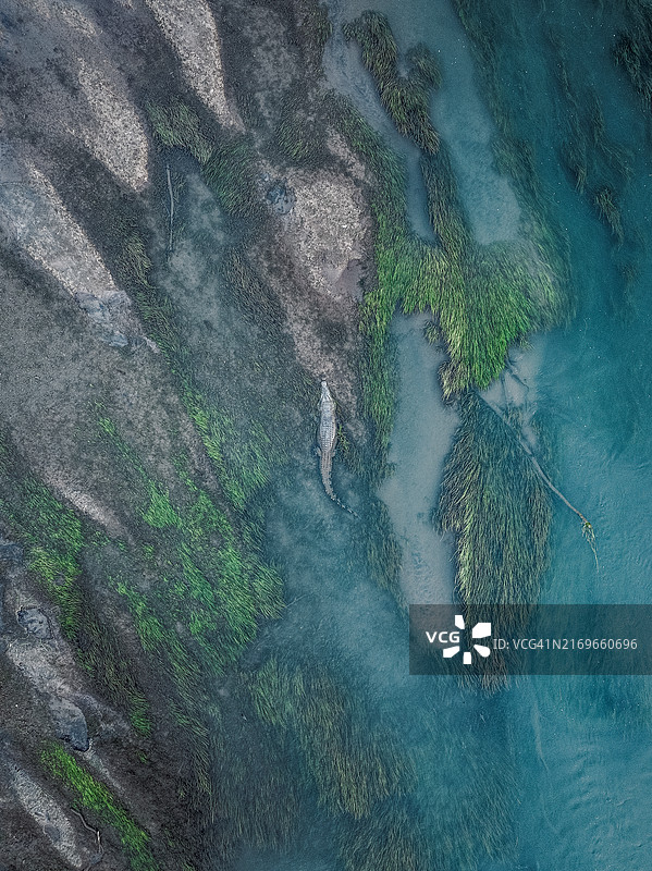 澳大利亚西澳大利亚金伯利库努纳拉奥德河低潮时航拍咸水鳄图片素材