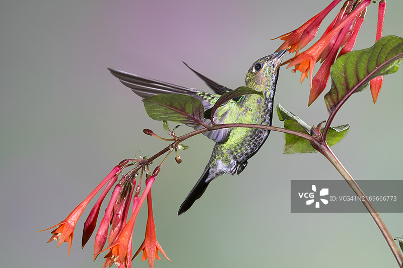 绿冠辉蜂鸟（雌性）在花上觅食图片素材