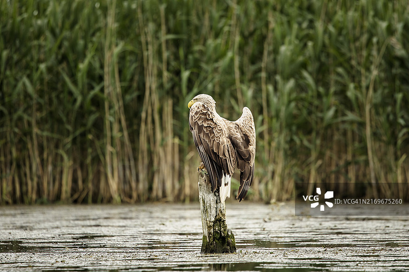 野生白尾海雕。图片素材