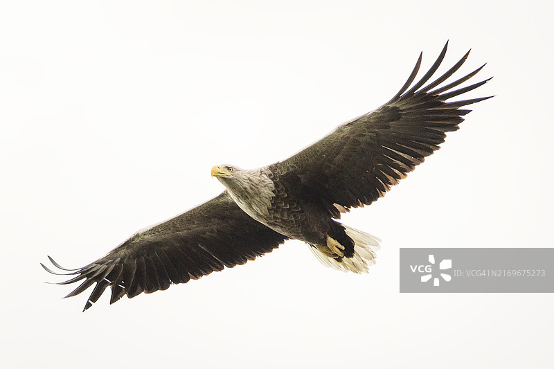 野生白尾海雕。图片素材