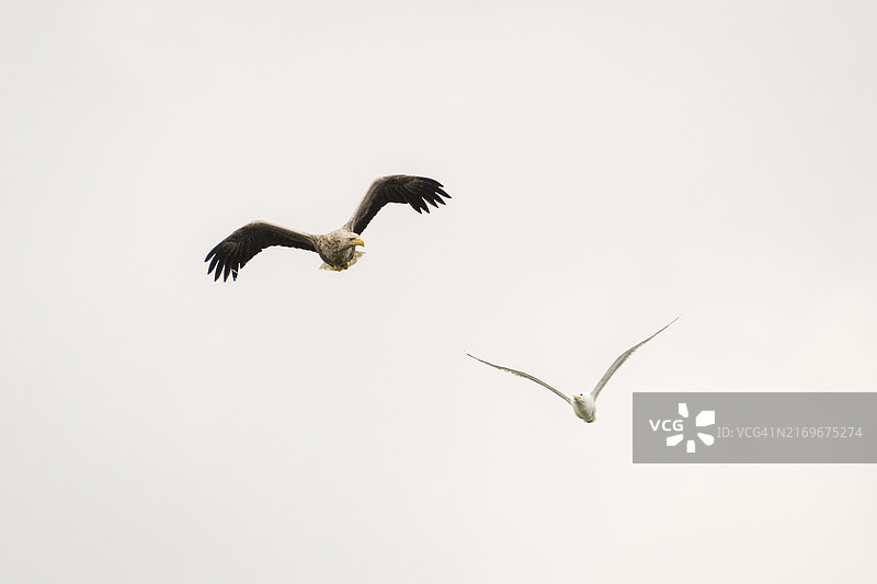 野生白尾海雕。图片素材