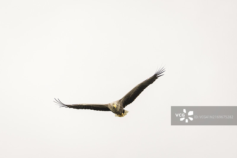 野生白尾海雕。图片素材