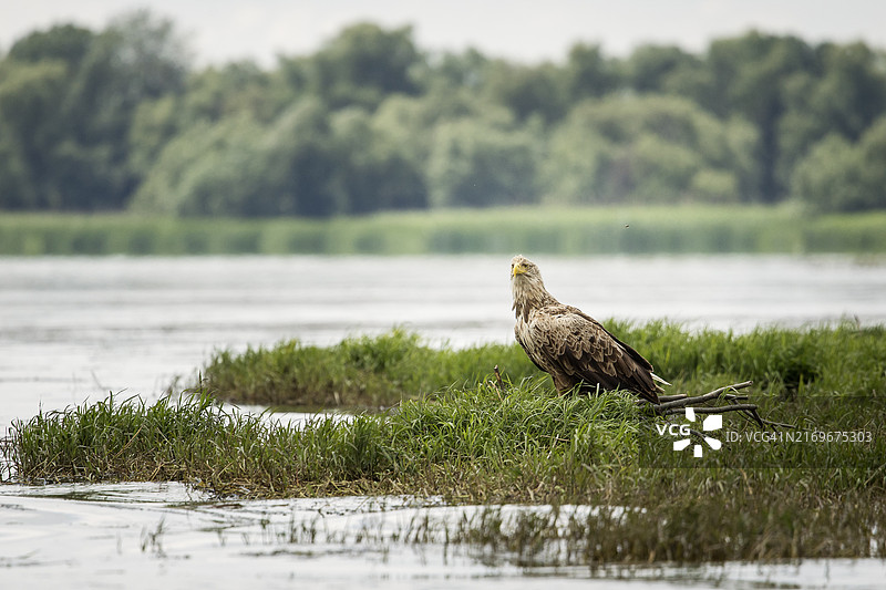 野生白尾海雕。图片素材