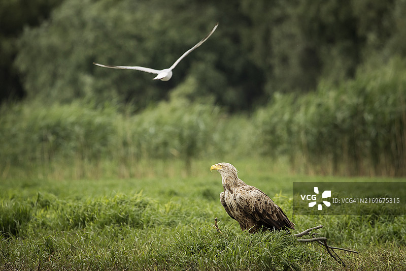 野生白尾海雕。图片素材