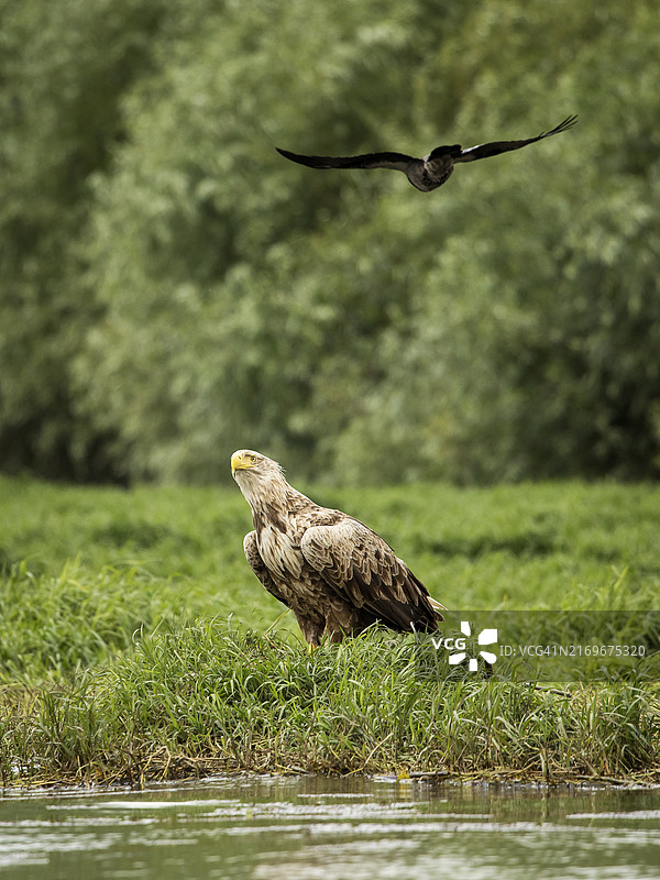 白尾鹰被乌鸦追逐图片素材