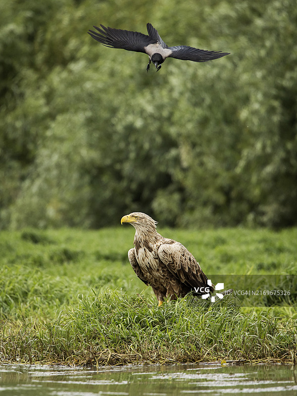 白尾鹰被乌鸦追逐图片素材