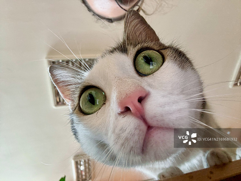 滑稽的宠物猫特写：好奇的绿眼睛粉鼻子图片素材
