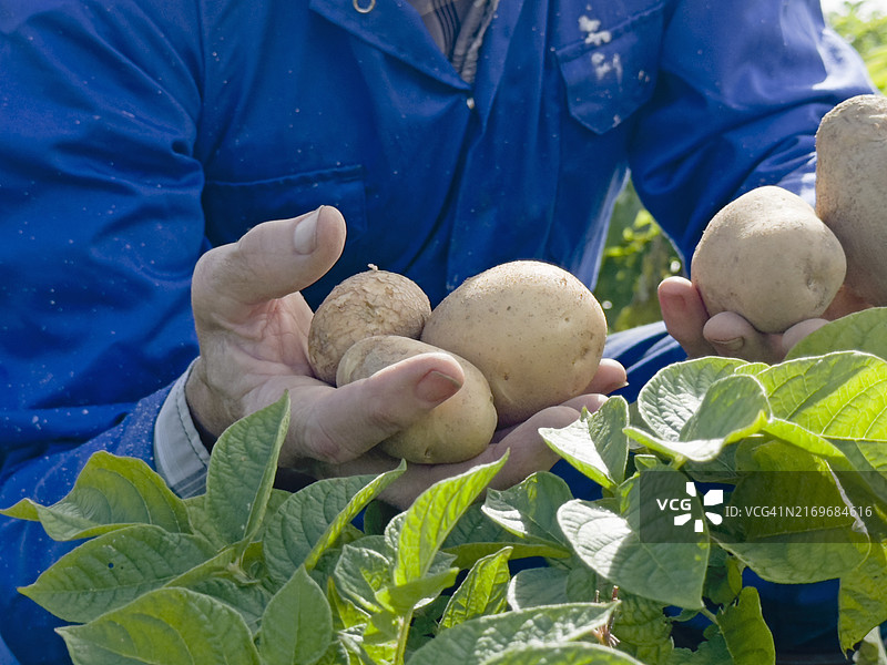 马铃薯地里的农民图片素材