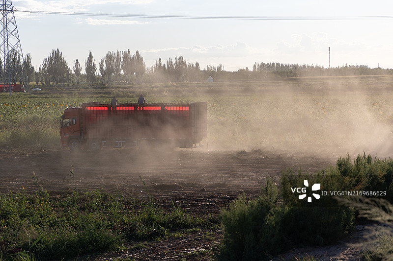 中国内蒙古巴彦淖尔市番茄机械化采摘图片素材