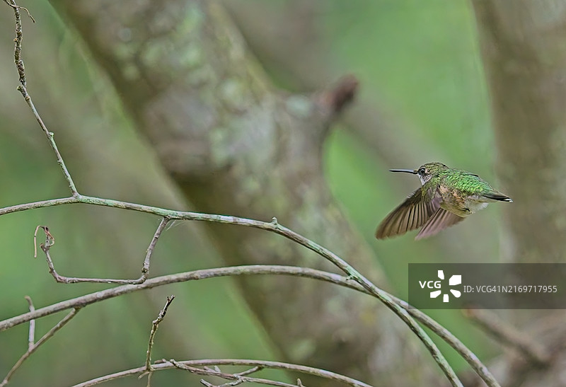 Ruby-throated蜂鸟图片素材